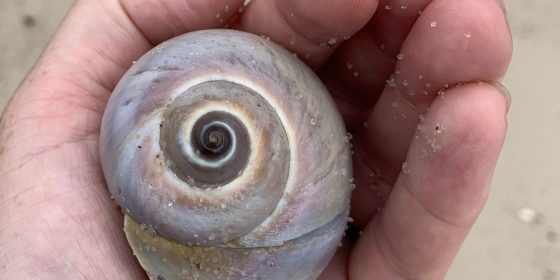 Poetry Prompt About an Animal