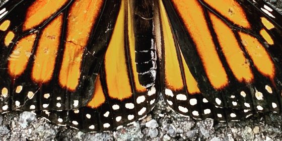 Poetry Prompt for Adolescence