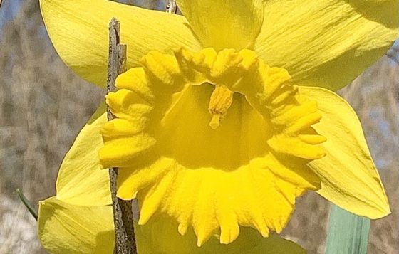 Daffodil Is Just a Word