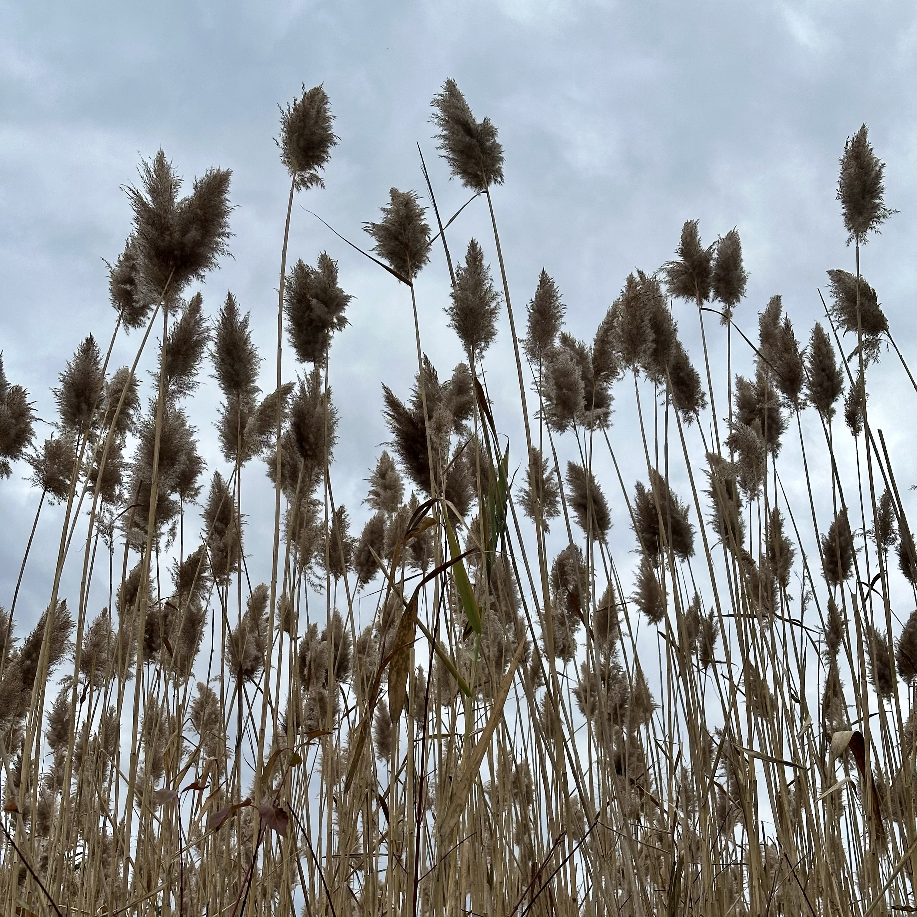 40 Odes and Praise Poems